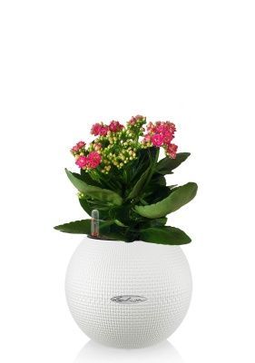 Каланхоэ в PURO 20, белый Каланхоэ в PURO 20, белый