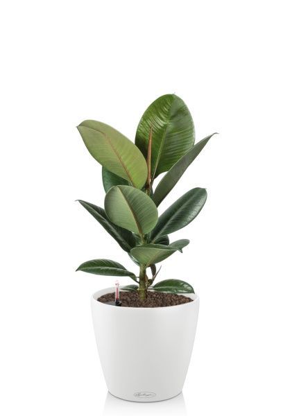 Фикус Эластика Робуста 17/60 см в CLASSICO COLOR 21 Фикус Эластика Робуста 17/60 см в CLASSICO COLOR 21