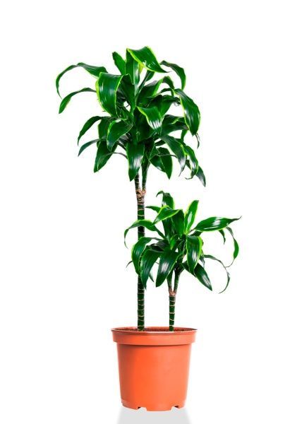 Драцена Дорадо 2 ствола 19/80 см Драцена Дорадо 2 ствола 19/80 см