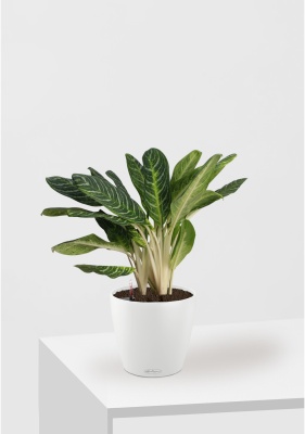 Аглаонема Кей Лайм 24/70 см в CLASSICO COLOR 28