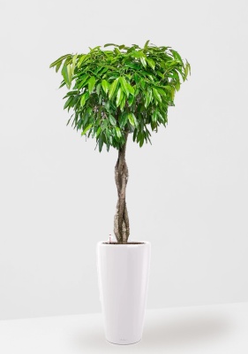 Фикус Амстел Кинг переплетенный 35/160 см в RONDO 40