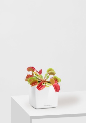 Венерина мухоловка 10 см в CUBE GLOSSY 14