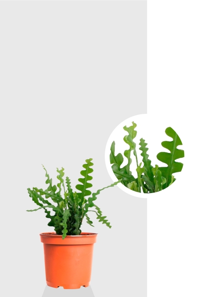 Эпифиллум Угловатый 17/35 см