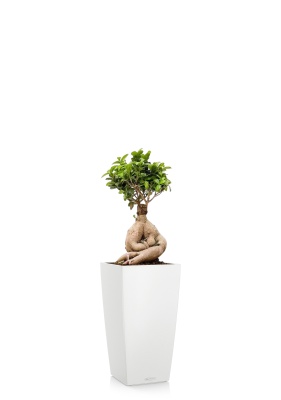 Фикус Микрокарпа Гинсенг 17/35 см в CUBICO COLOR 22