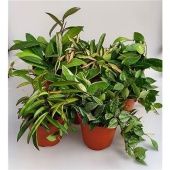 Хойя Carnosa микс d12 см h20 см Хойя Carnosa микс d12 см h20 см