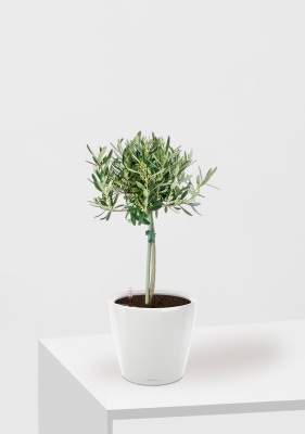 Олива на стволе 17/65 см в CLASSICO LS 21