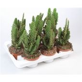 Опунция Monacantha d10.5 см h28 см