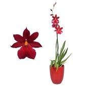 Орхидея Камбрия Ред вельвет 1 ствол в кашпо d14 см h55 см тип 2