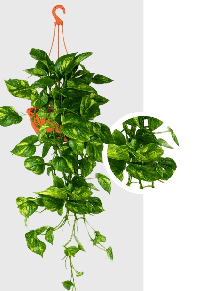 Сциндапсус Ауреум 14/40 см