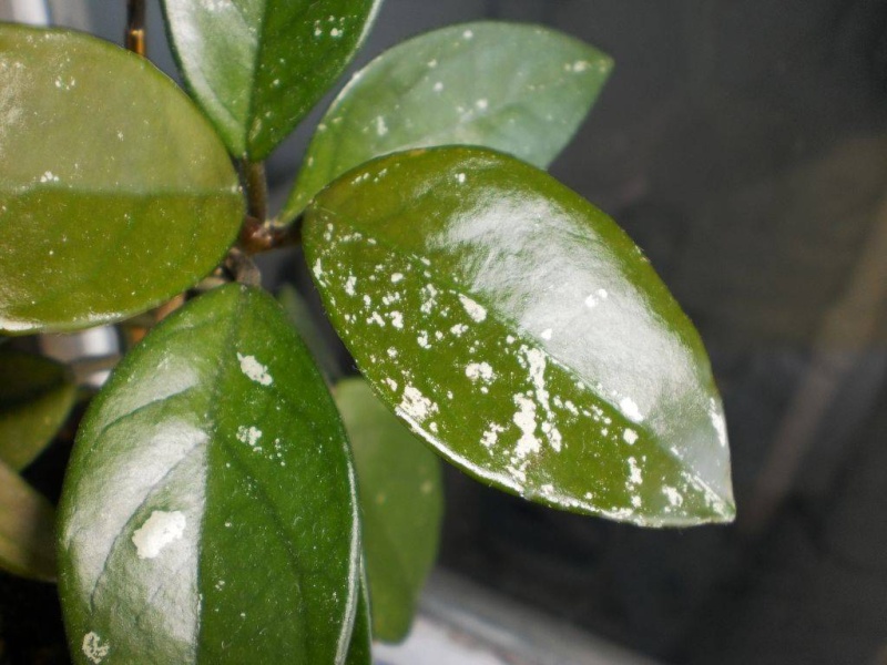 Какие болезни комнатных растений бывают?