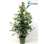 Фикус Бенджамина Экзотика d27 см h145 см Фикус Бенджамина Экзотика d27 см h145 см