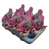 Криптантус Bivittatus Red Star Potcover d10.5 см h12.5 см Криптантус Bivittatus Red Star Potcover d10.5 см h12.5 см