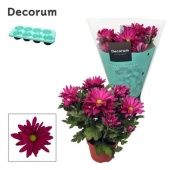 Хризантема Маргарита фиолетовая (decorum) d13 см h25 см