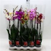Фаленопсис 2 ствола Mix 18+ (konst) d12 см h70 см