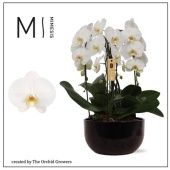 Фаленопсис 4 ствола White Crown Ceramic Black (orchid Growers d26 см h70 см Фаленопсис 4 ствола White Crown Ceramic Black (orchid Growers d26 см h70 см