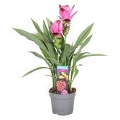 Куркума цветущая Siam Splash 2+ цветов d13 см h65 см тип 1