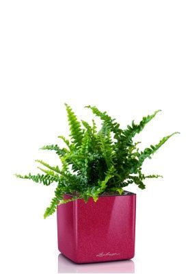 Нефролепис в CUBE GLOSSY KISS 14, вишнево-розовый блестящий