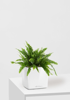 Нефролепис в CUBE GLOSSY 14, белый блестящий