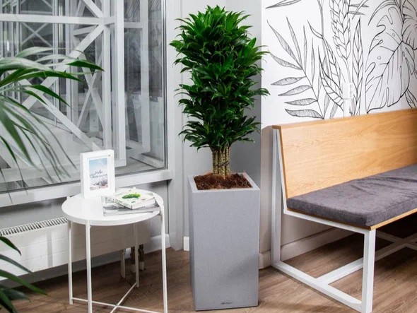 Драцена Компакта бранч 34/150 см в RONDO 40 Драцена Компакта бранч 34/150 см в RONDO 40