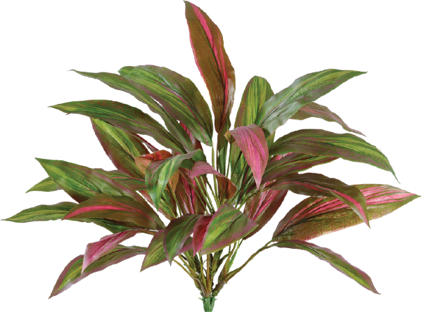 Драцена бордово-зелёная куст