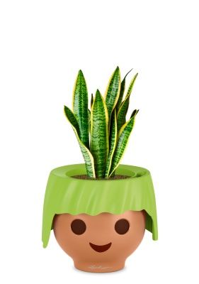 Сансевиерия Лауренти 12/40 см в OJO, зеленый