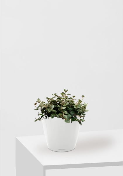 Трахелоспермум азиатский триколор 18/30 см в CLASSICO LS 21 Трахелоспермум азиатский триколор 18/30 см в CLASSICO LS 21