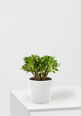 Крассула Овата в CLASSICO LS 21 Крассула Овата в CLASSICO LS 21