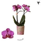 Фаленопсис 2 ствола Moldavië 22+ (ok) d9 см h40 см