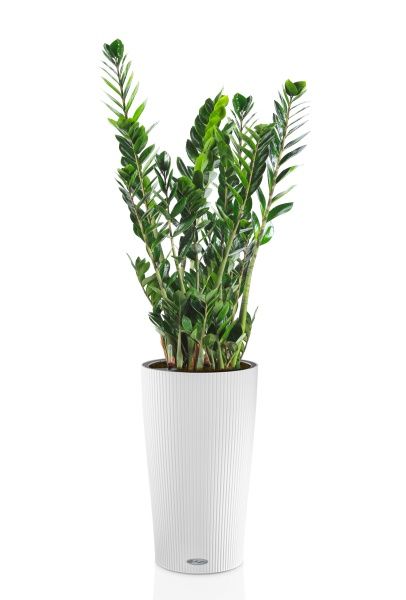 Замиокулькас 21/110 в CILINDRO 32 Замиокулькас 21/110 в CILINDRO 32