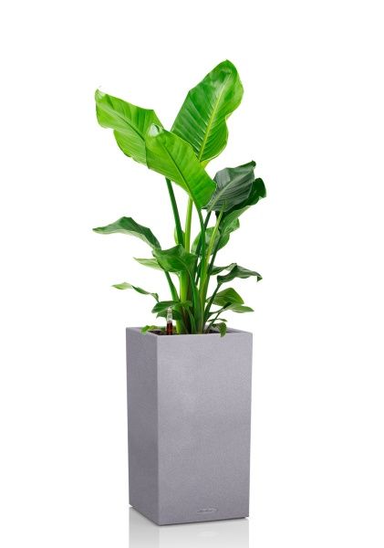 Стрелиция Николай 24/130 см в CANTO STONE HIGH 30