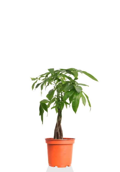 Пахира Акватика косичка 14/50 см Пахира Акватика косичка 14/50 см