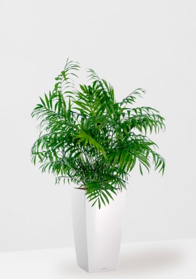Хамедорея Элеганс 20/100 см в CUBICO 30, белый блестящий Хамедорея Элеганс 20/100 см в CUBICO 30, белый блестящий