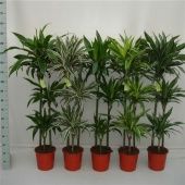 Драцена 3 ствола микс d24 см h140 см Драцена 3 ствола микс d24 см h140 см