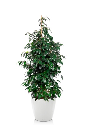 Фикус Бенджамина Даниэль 27/120 см в CLASSICO LS 35 Фикус Бенджамина Даниэль 27/120 см в CLASSICO LS 35