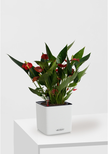 Антуриум Андрианум Карма красный 12/43 см в CUBE COLOR 14