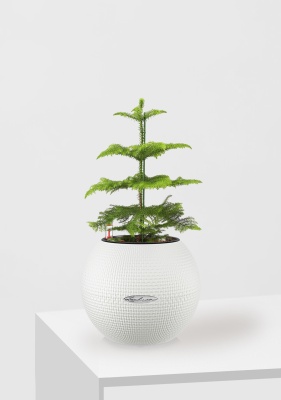 Араукария 1 ствол 10/30 см в PURO 20, белый