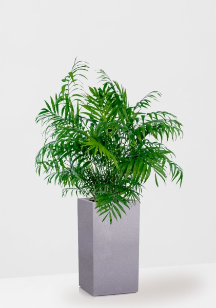 Хамедорея Элеганс 20/100 см в CANTO STONE HIGH 30