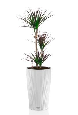 Драцена Маргината Маджента 3 ствола 21/110 см в CILINDRO 32, белый
