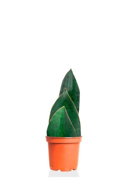 Сансевиерия Биг Лиф Грин 19/50 см