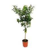 Цитрус Лимон на стволе d28 см h160 см