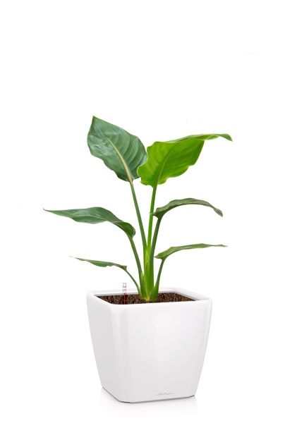 Стрелиция Регина 17/80 см в QUADRO LS 28