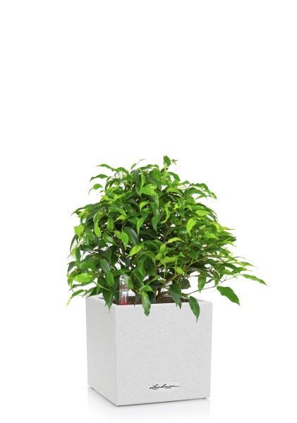 Фикус Грин Кинки в CANTO STONE 14