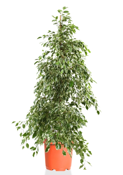 Фикус Бенджамина Голден Кинг d27 см h140 см