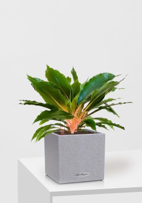 Хлорофитум Фаер Флеш в CANTO STONE 14, серый камень