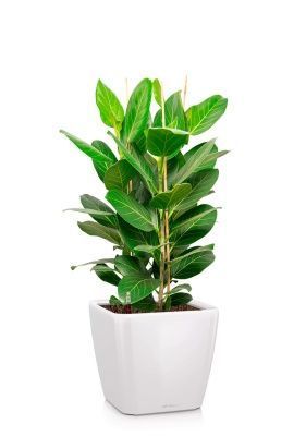 Фикус Бенгальский 3 ствола 27/90 см в QUADRO LS 28, белый блестящий