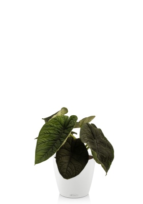 Алоказия Мело 14/20 см в CLASSICO18 Алоказия Мело 14/20 см в CLASSICO18