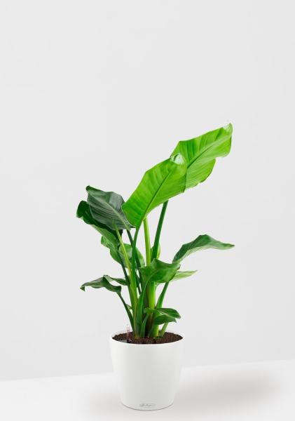 Стрелиция Николай 17/60 см в CLASSICO COLOR 21