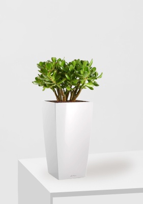 Крассула Овата в CUBICO 22 Крассула Овата в CUBICO 22