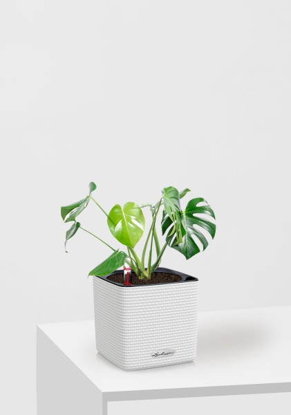 Монстера Делициоза 14/50 см в CUBE Color 16 Монстера Делициоза 14/50 см в CUBE Color 16