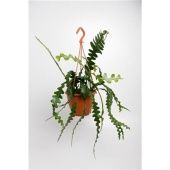 Эпифиллум d17 см h35 см Эпифиллум d17 см h35 см